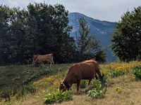 The Specificities of Generational Renewal in French Alpine Agriculture