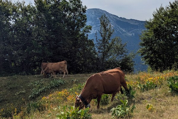 The Specificities of Generational Renewal in French Alpine Agriculture