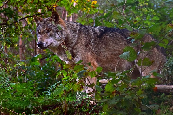 Per la sostenibilità delle Alpi sono necessari sia la pecora che il lupo