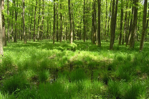 Qual è il contributo della natura nelle Alpi