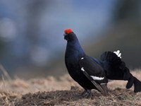 Fauna selvatica a rischio a causa degli sport invernali