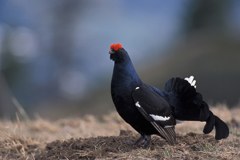 Fauna selvatica a rischio a causa degli sport invernali