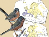 I cambiamenti climatici minacciano gli uccelli nidificanti nella regione alpina