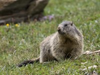 Studio sul cambiamento climatico nel territorio alpino del Tirolo