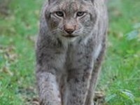 Grandi predatori: non ovunque benvenuti