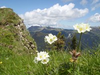 Approfondita analisi della biodiversità nell'UE