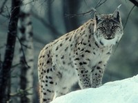 Ritorno in punta di zampa