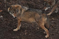 Traversata delle Alpi per promuovere le reti ecologiche