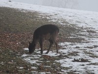 Nuova ricerca sul conflitto tra bosco e fauna selvatica in Germania
