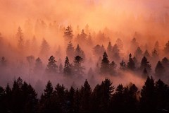 Anno delle foreste: iniziative nello spazio alpino