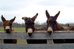 Elicottero? Trattore? Fuoristrada? Meglio l'asino.