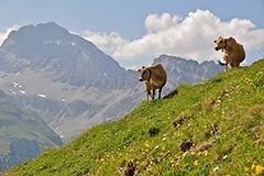 Diminuiscono i pascoli d'alpeggio