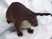 Il ritorno della lontra