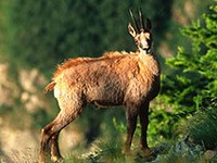 Che cosa è importante per la biodiversità alpina