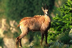 Che cosa è importante per la biodiversità alpina