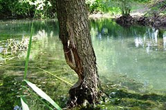 Liechtenstein, terra di castori