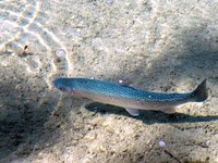 A secco molti fiumi alpini