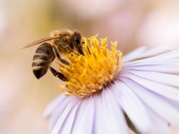 Quanto costa l'erba?