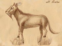 Avvistato esemplare di dahu nelle Alpi lombarde