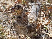 Buone notizie in vista per il gallo forcello?