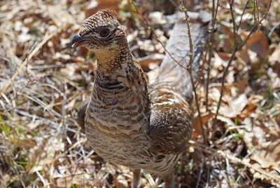 Buone notizie in vista per il gallo forcello?
