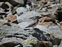 Fauna alpina – specie in crisi per i cambiamenti climatici