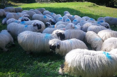 La Svizzera respinge la legge sulla caccia