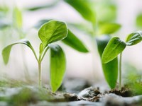 L'agricoltura alpina deve affrontare grandi sfide