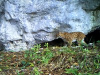 Lince, un gattone meritevole di protezione