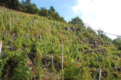 Nuove opportunità per i vigneti di montagna
