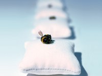 Piccola ape, grande effetto