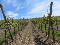 Quando l’agricoltura di pianura colonizza la montagna