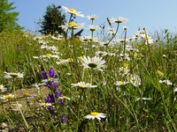 Quanto è efficiente la tutela della natura da parte dell’UE?