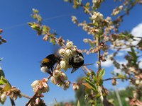 Requisitoria a favore dell’ape selvatica