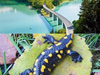 Passo dopo passo verso la rete ecologica