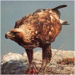 Projets lancés pour la protection du gypaète barbu et de l'aigle royal : bilan positif