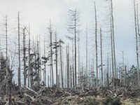 Effet protecteur des forêts après une attaque de bostryches