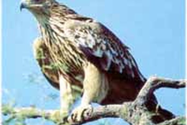 Partenariat Alpes - Carpates