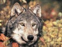 La Suisse et la France mènent la vie dure au loup