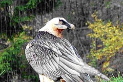 CH : heureux événement attendu chez des gypaètes barbus