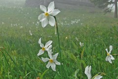 La protection des narcisses dans les Karawanken