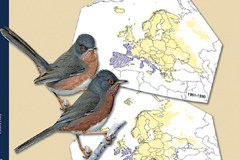 Les oiseaux nicheurs des Alpes menacés par les changements climatiques