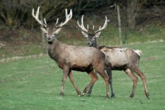 La Bavière prévoit de nouveaux ponts biologiques