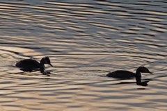 Le changement climatique va-t-il mettre les Alpes à sec ?