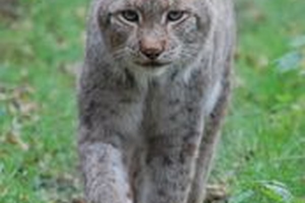 De grands prédateurs plus ou moins bien accueillis