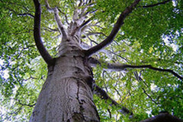 Les 100 ans de Pro Natura