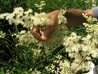 Valoriser le patrimoine ethnobotanique en Bauges et en Chartreuse