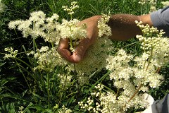 Valoriser le patrimoine ethnobotanique en Bauges et en Chartreuse