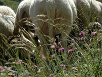 14 alpages sentinelles du changement climatique et des évolutions du milieu pastoral