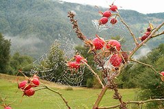 Réseau des Régions alpines